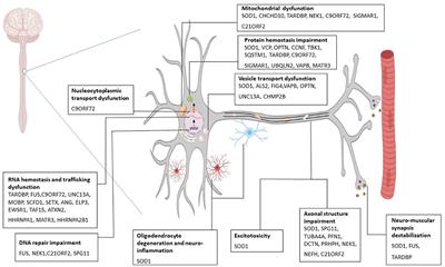 Organ on a Chip: A Novel in vitro Biomimetic Strategy in Amyotrophic Lateral Sclerosis (ALS) Modeling